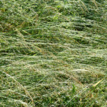 image: Image from the photoset ‘
flower (xxxvi)
’.