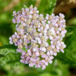 image: Image from the photoset ‘
flower (xxxvi)
’.