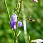 image: Image from the photoset ‘
flower (xxxvi)
’.