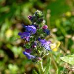 image: Image from the photoset ‘
flower (xxxvi)
’.