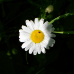 image: Image from the photoset ‘
flower (xxxvi)
’.