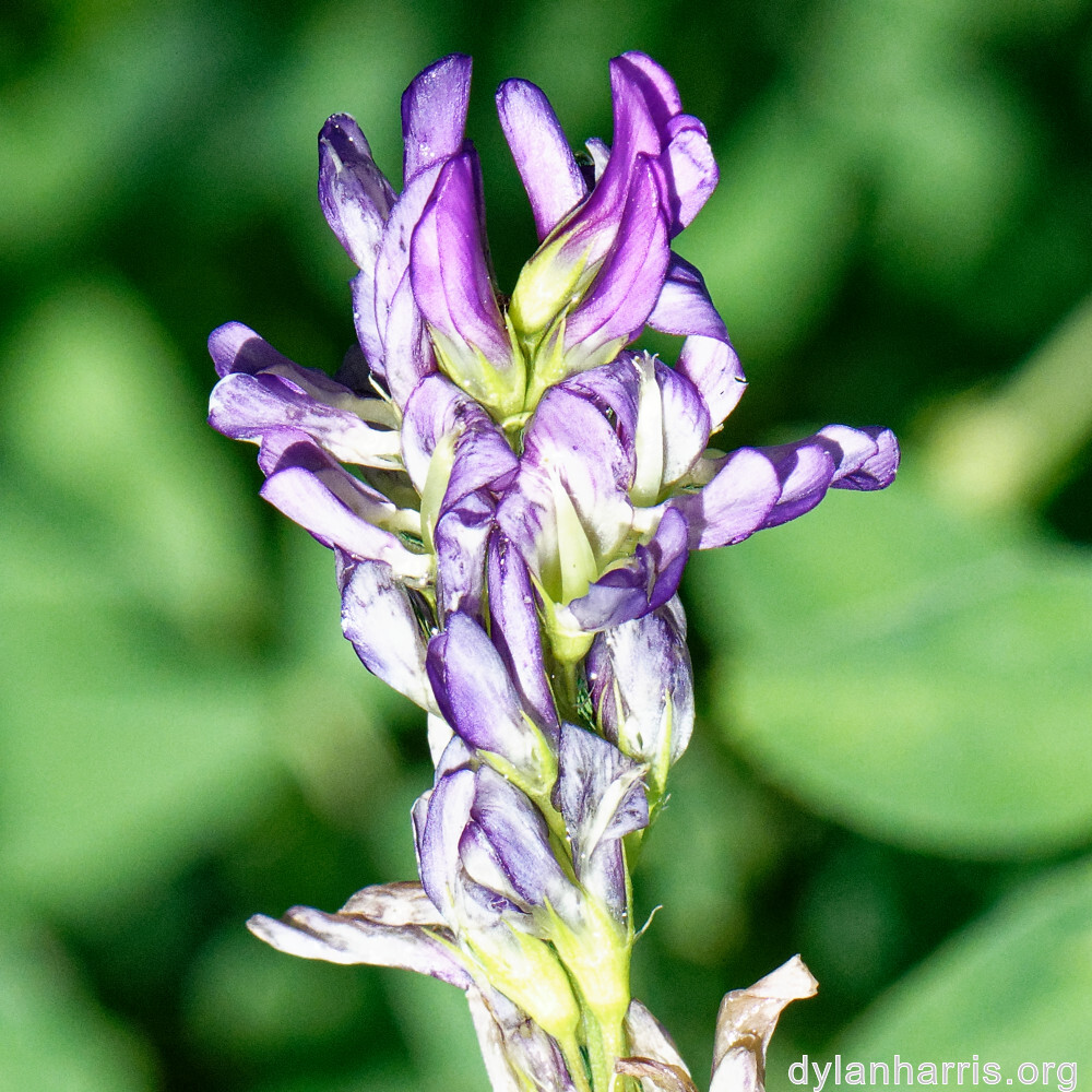 image: This is ‘
flower (xxxvii) 1
’.