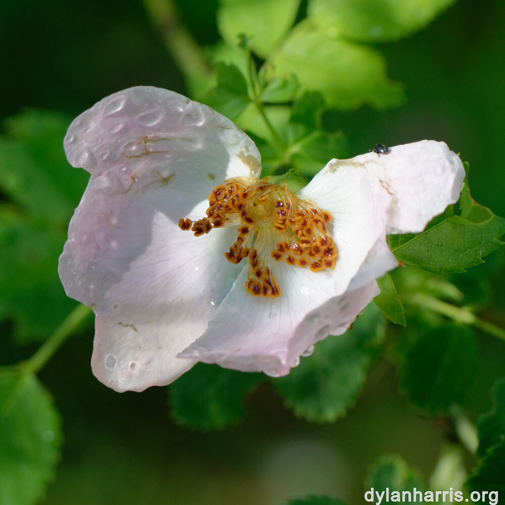 image: This is ‘
flower (xxxvii) 2
’.