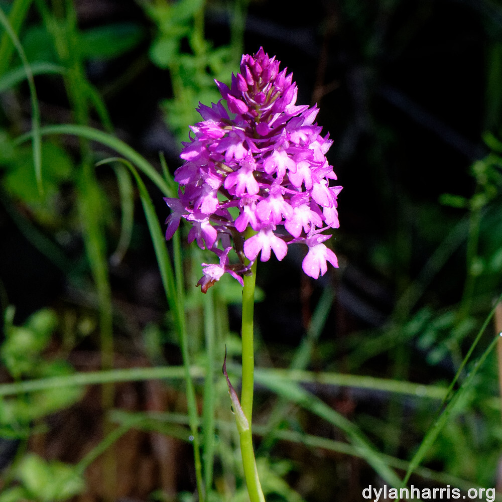 image: This is ‘
flower (xxxvii) 3
’.