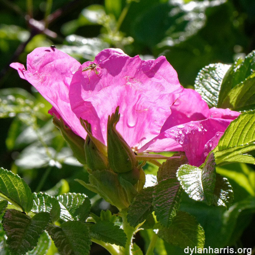 image: This is ‘
flower (xxxvii) 4
’.