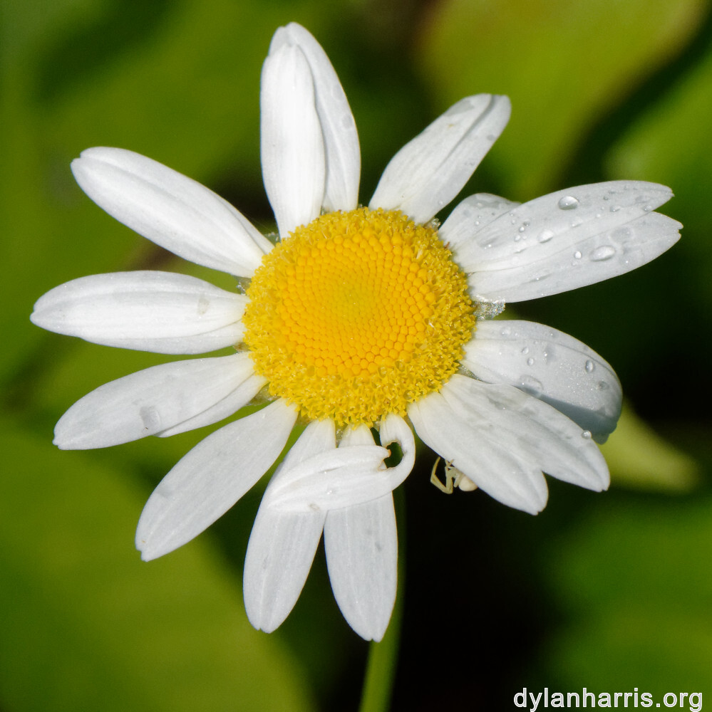 image: This is ‘
flower (xxxvii) 5
’.