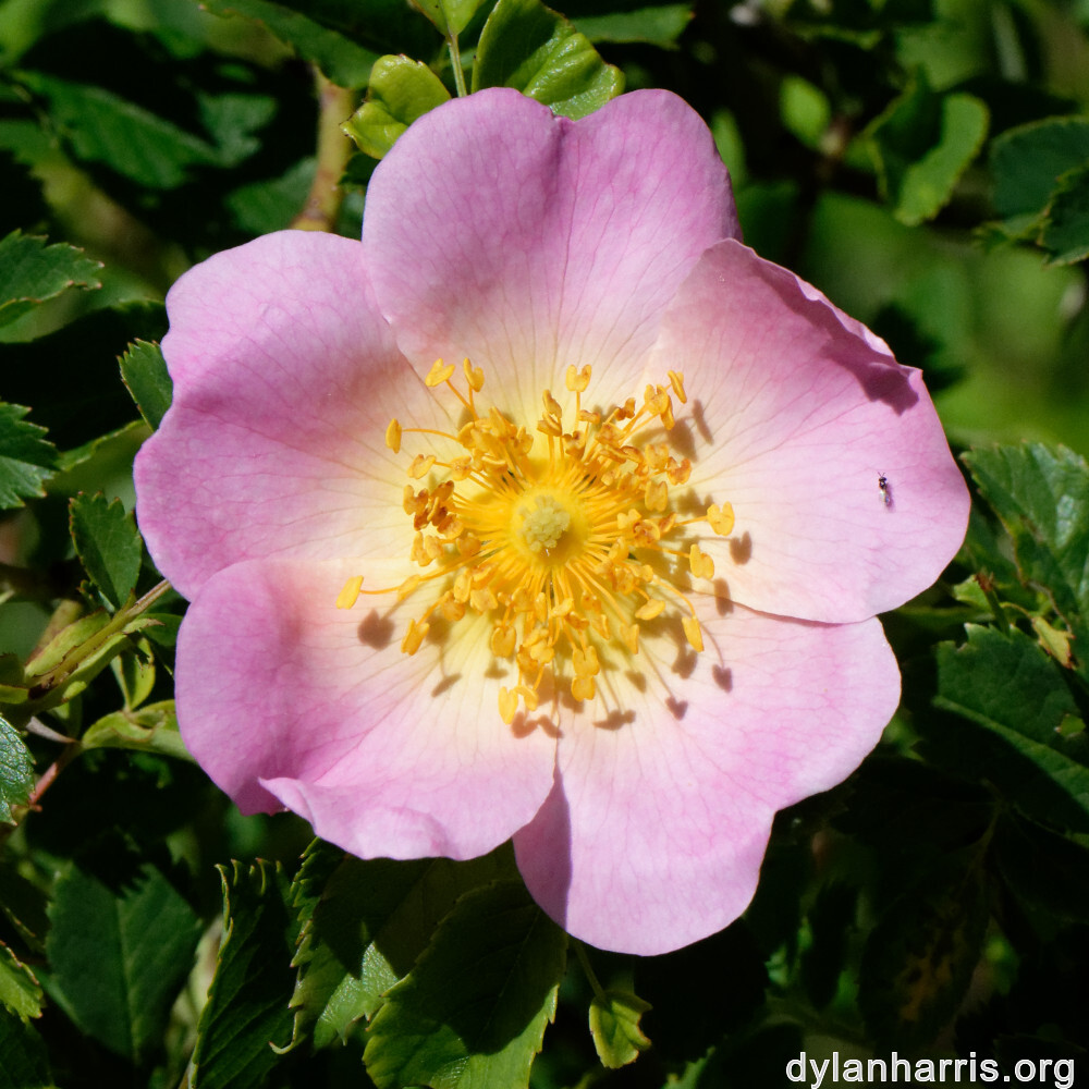 image: This is ‘
flower (xxxvii) 6
’.