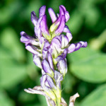 image: Image from the photoset ‘
flower (xxxvii)
’.