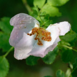 image: Image from the photoset ‘
flower (xxxvii)
’.