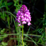 image: Image from the photoset ‘
flower (xxxvii)
’.