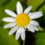 image: Image from the photoset ‘
flower (xxxvii)
’.