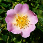 image: Image from the photoset ‘
flower (xxxvii)
’.