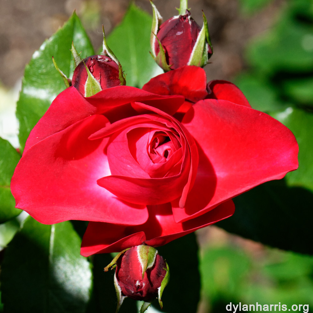 image: This is ‘
escher blummen (clii) 1
’.