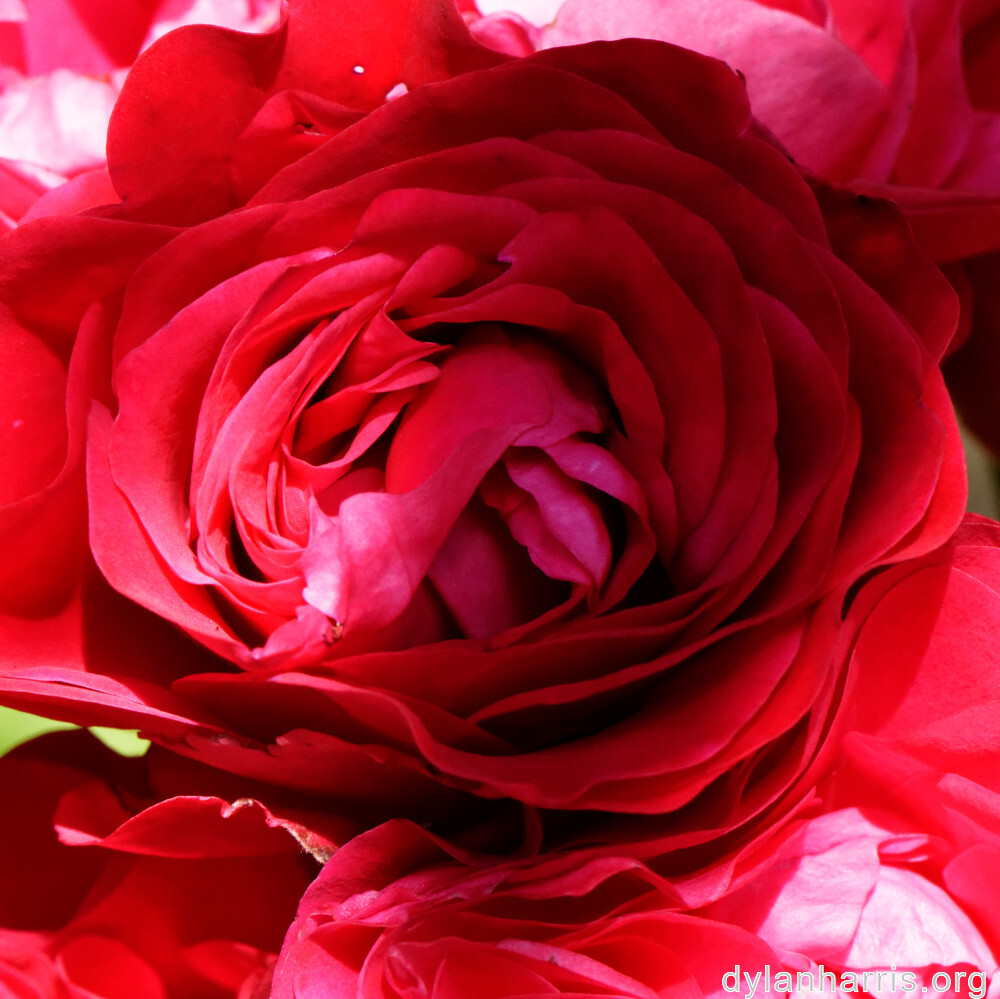 image: This is ‘
escher blummen (clii) 2
’.