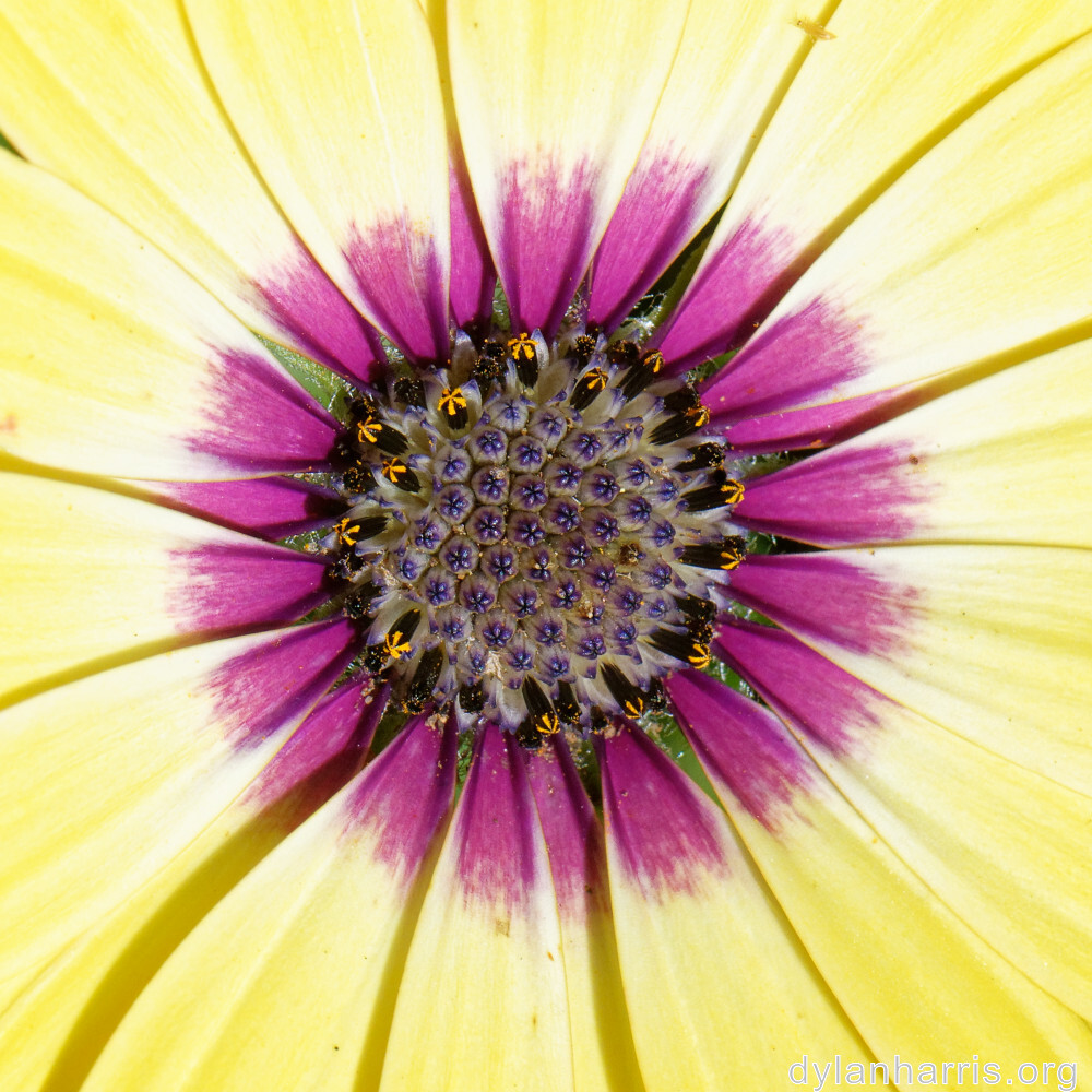 image: This is ‘
escher blummen (clii) 3
’.