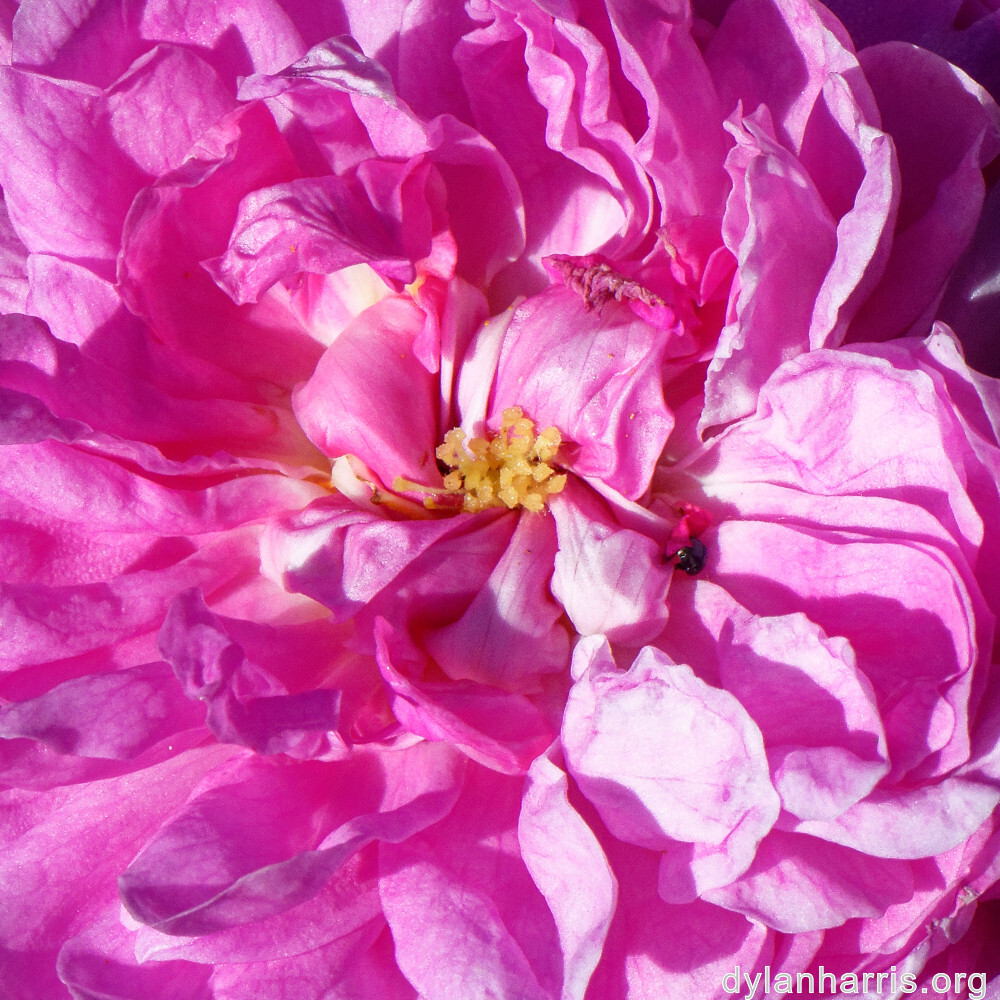 image: This is ‘
escher blummen (clii) 4
’.