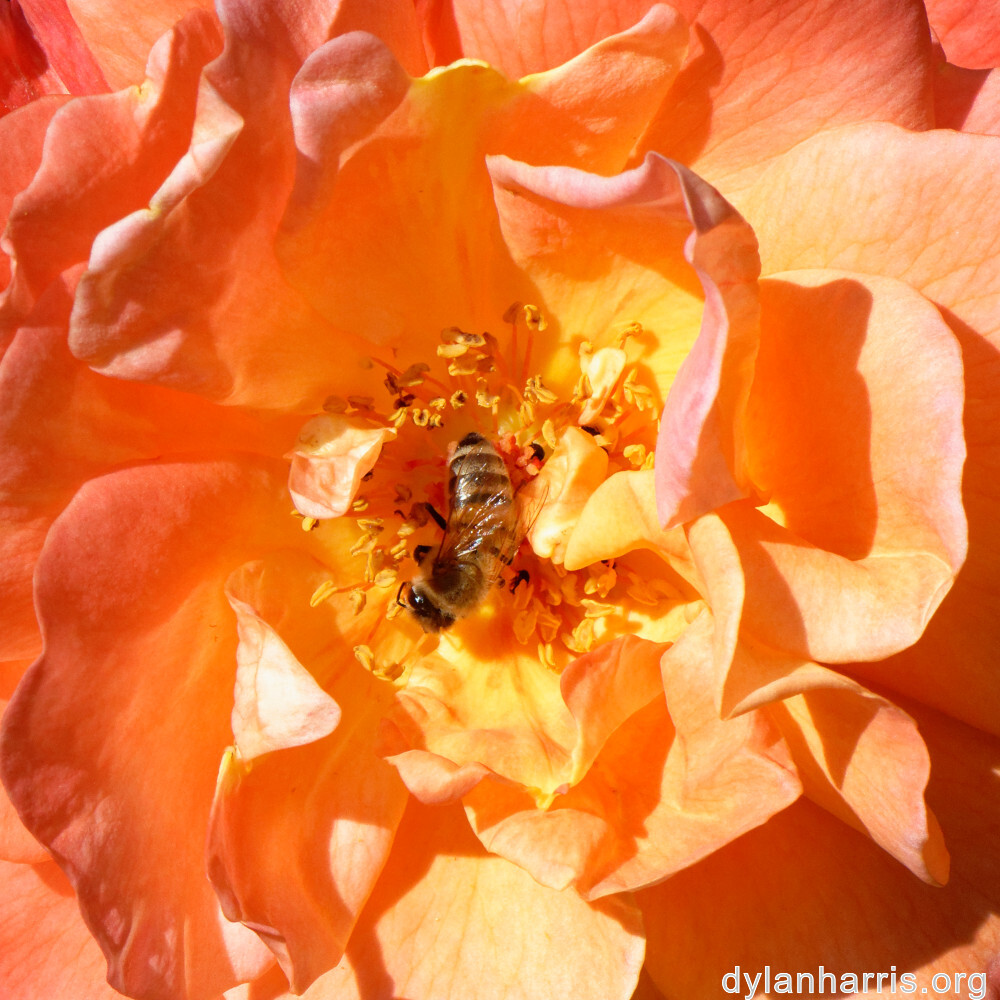 image: This is ‘
escher blummen (clii) 5
’.