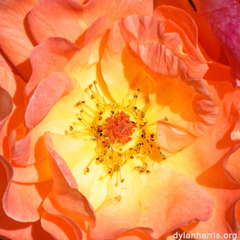 image: This is ‘
escher blummen (clii) 6
’.