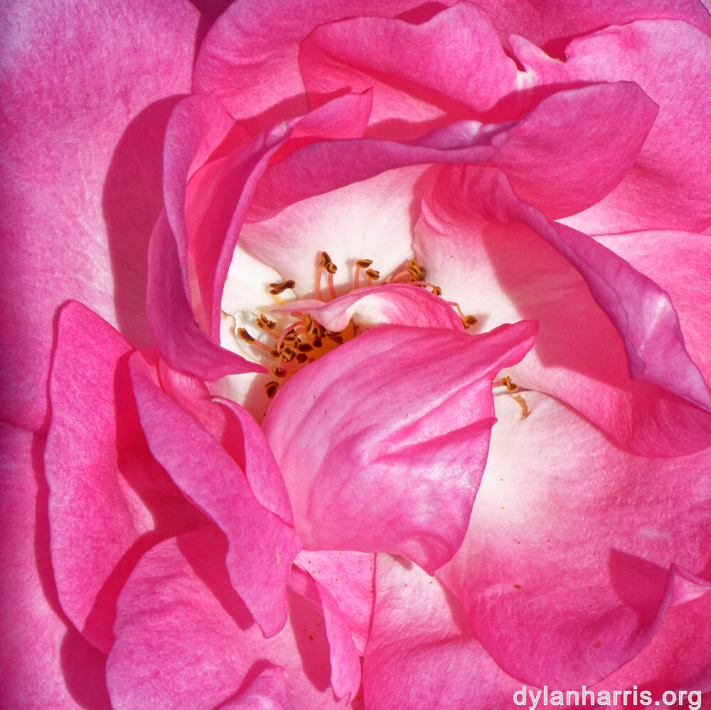 image: This is ‘
escher blummen (clii) 7
’.