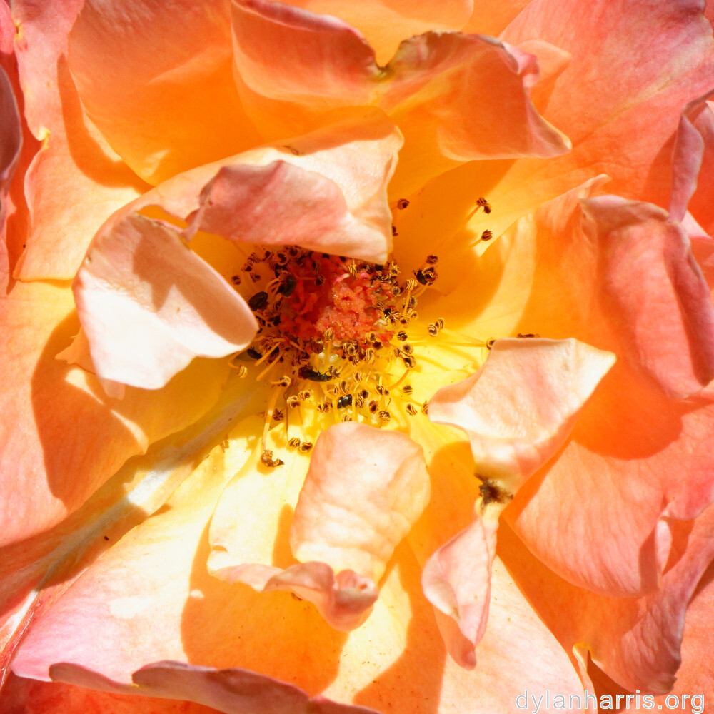 image: This is ‘
escher blummen (clii) 8
’.