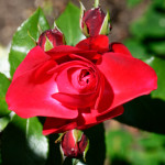 image: Image from the photoset ‘
escher blummen (clii)
’.