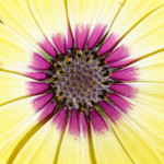 image: Image from the photoset ‘
escher blummen (clii)
’.