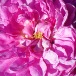 image: Image from the photoset ‘
escher blummen (clii)
’.