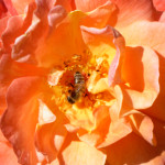 image: Image from the photoset ‘
escher blummen (clii)
’.