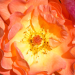 image: Image from the photoset ‘
escher blummen (clii)
’.