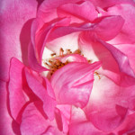 image: Image from the photoset ‘
escher blummen (clii)
’.