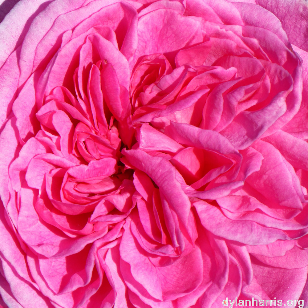 image: This is ‘
escher blummen (cliii) 1
’.