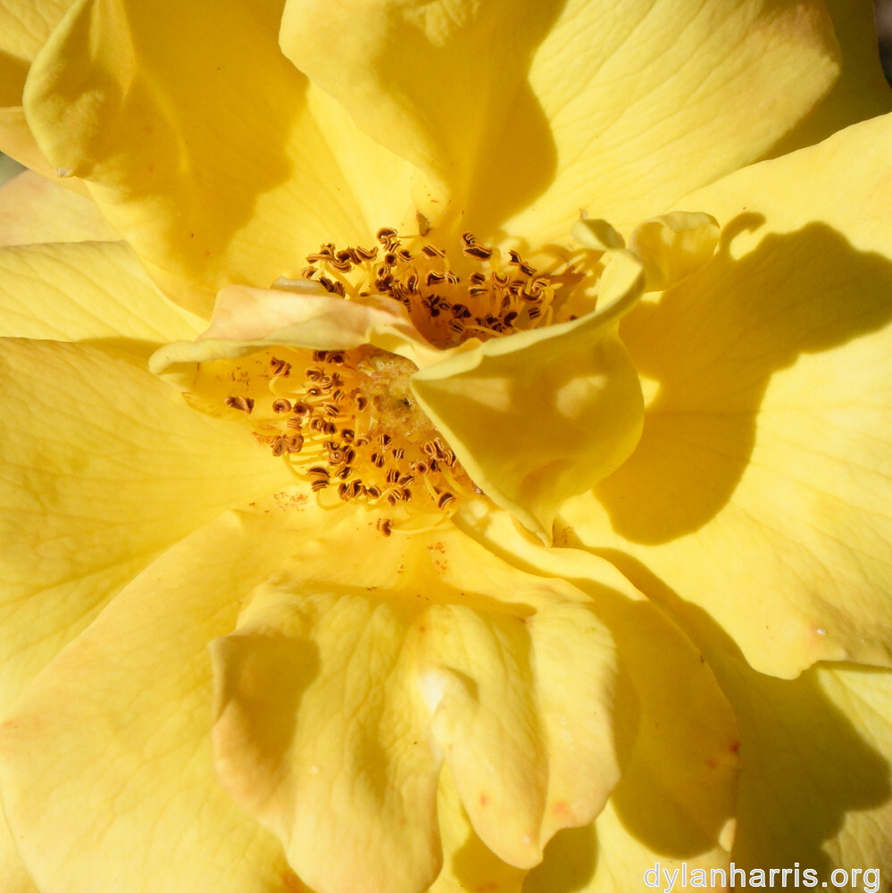 image: This is ‘
escher blummen (cliii) 2
’.