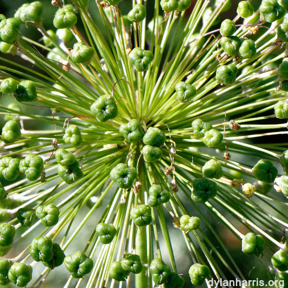 image: This is ‘
escher blummen (cliii) 3
’.