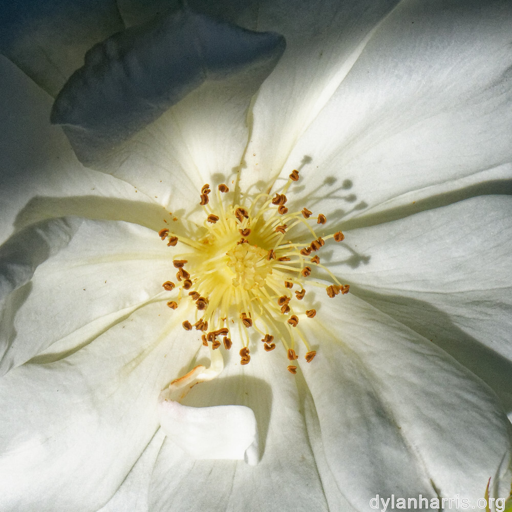 image: This is ‘
escher blummen (cliii) 4
’.