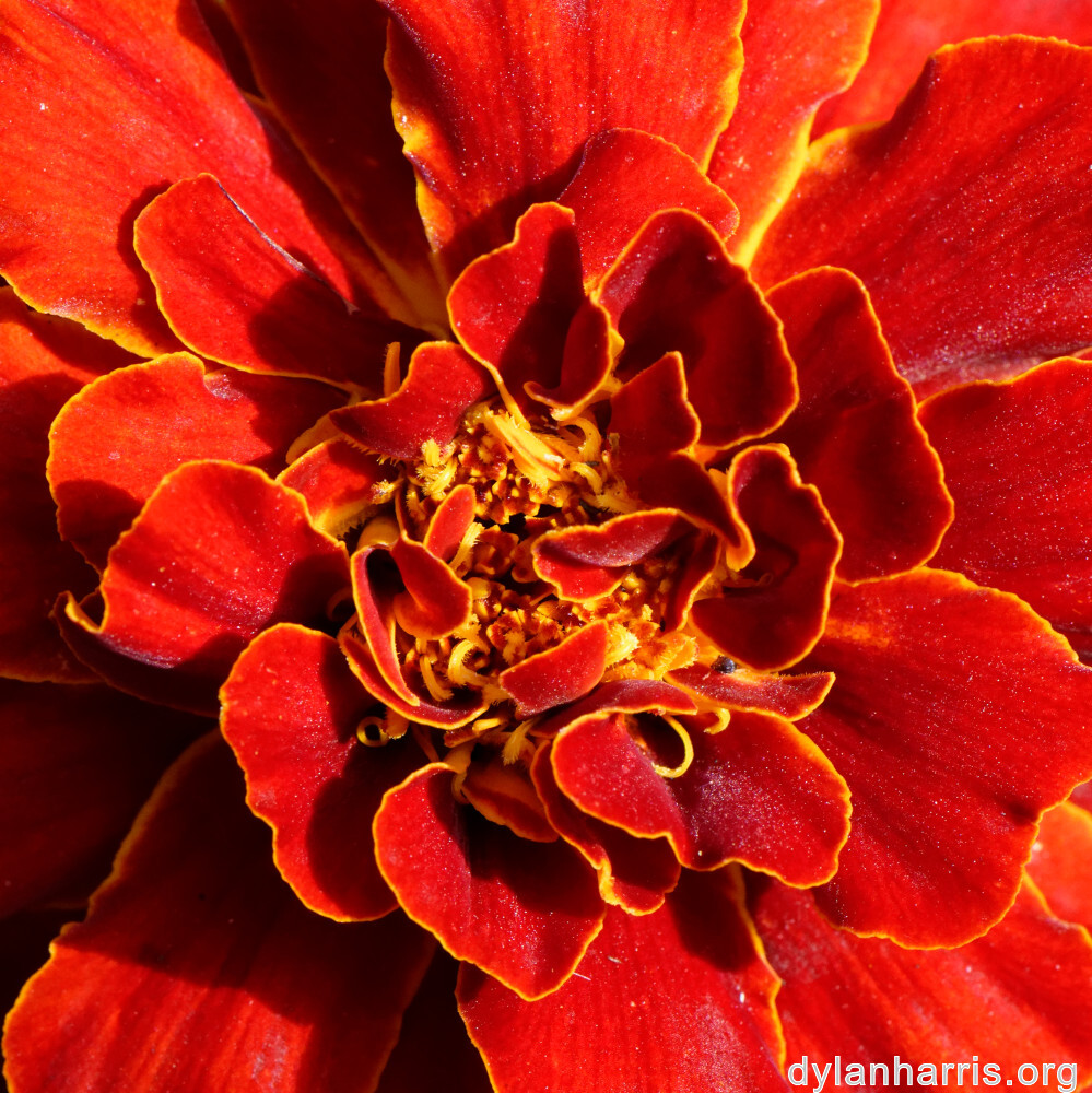 image: This is ‘
escher blummen (cliii) 6
’.