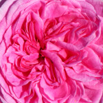 image: Image from the photoset ‘
escher blummen (cliii)
’.