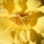 image: Image from the photoset ‘
escher blummen (cliii)
’.