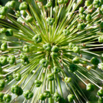 image: Image from the photoset ‘
escher blummen (cliii)
’.