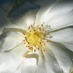 image: Image from the photoset ‘
escher blummen (cliii)
’.