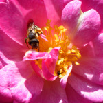 image: Image from the photoset ‘
escher blummen (cliii)
’.