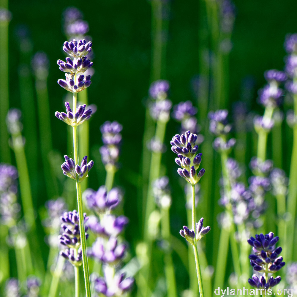 image: This is ‘
wood (xlviii) 1
’.