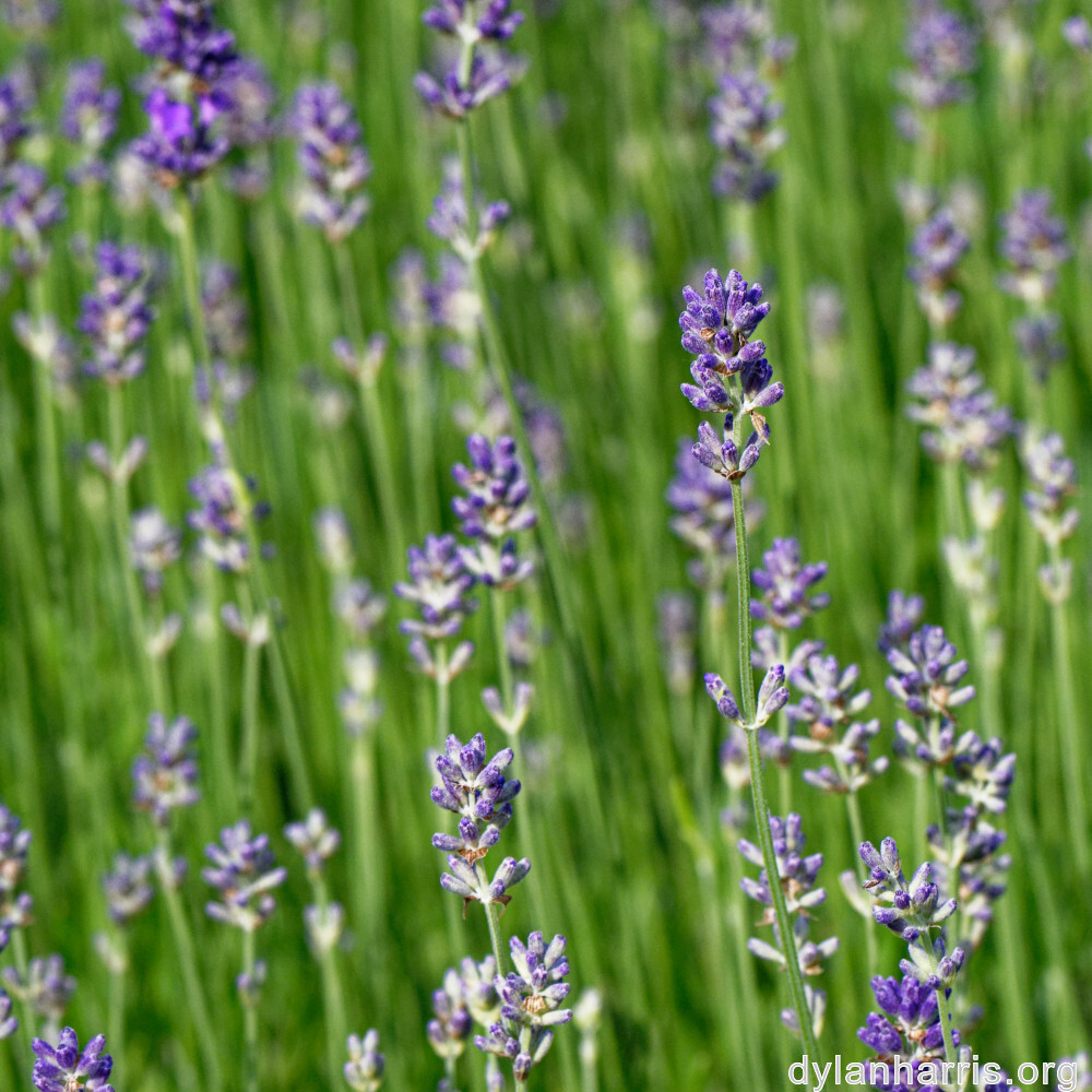 image: This is ‘
wood (xlviii) 3
’.