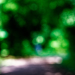 image: Image from the photoset ‘
wood (xlviii)
’.