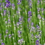 image: Image from the photoset ‘
wood (xlviii)
’.