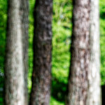 image: Image from the photoset ‘
wood (xlviii)
’.