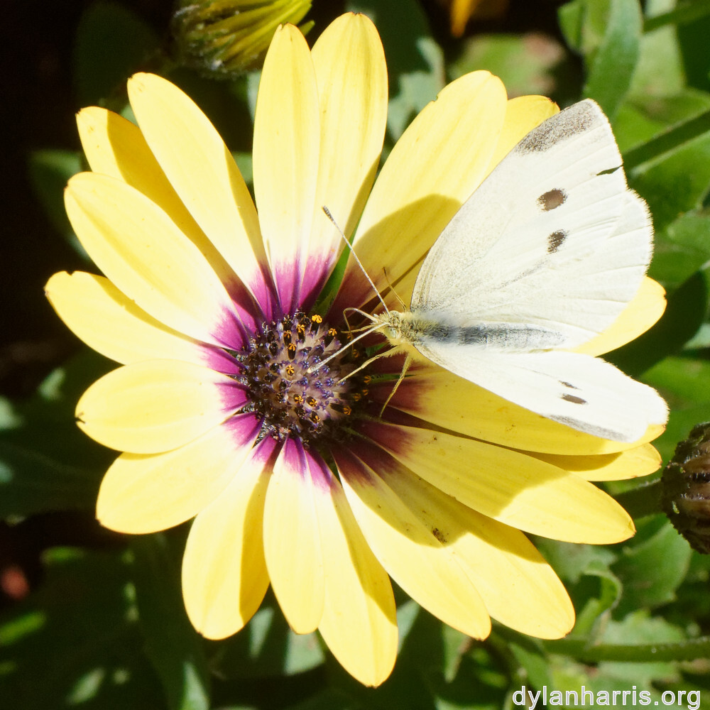 image: This is ‘
escher blummen (cliv) 1
’.