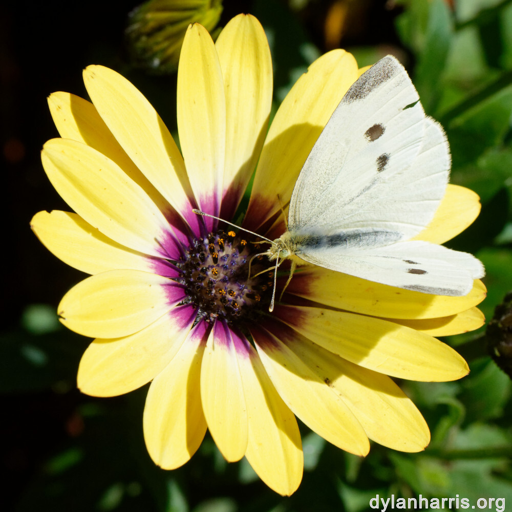 image: This is ‘
escher blummen (cliv) 2
’.