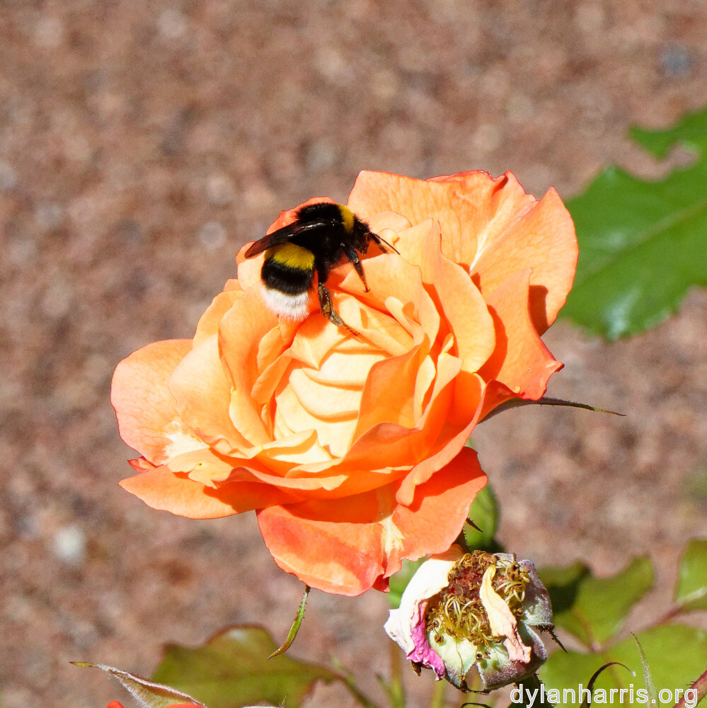 image: This is ‘
escher blummen (cliv) 3
’.