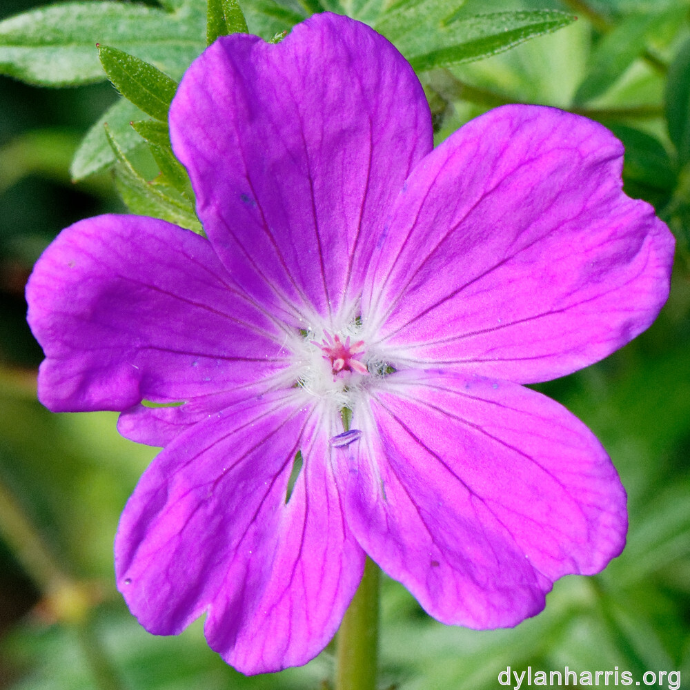 image: This is ‘
escher blummen (cliv) 4
’.