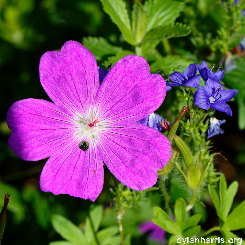 image: This is ‘
escher blummen (cliv) 5
’.